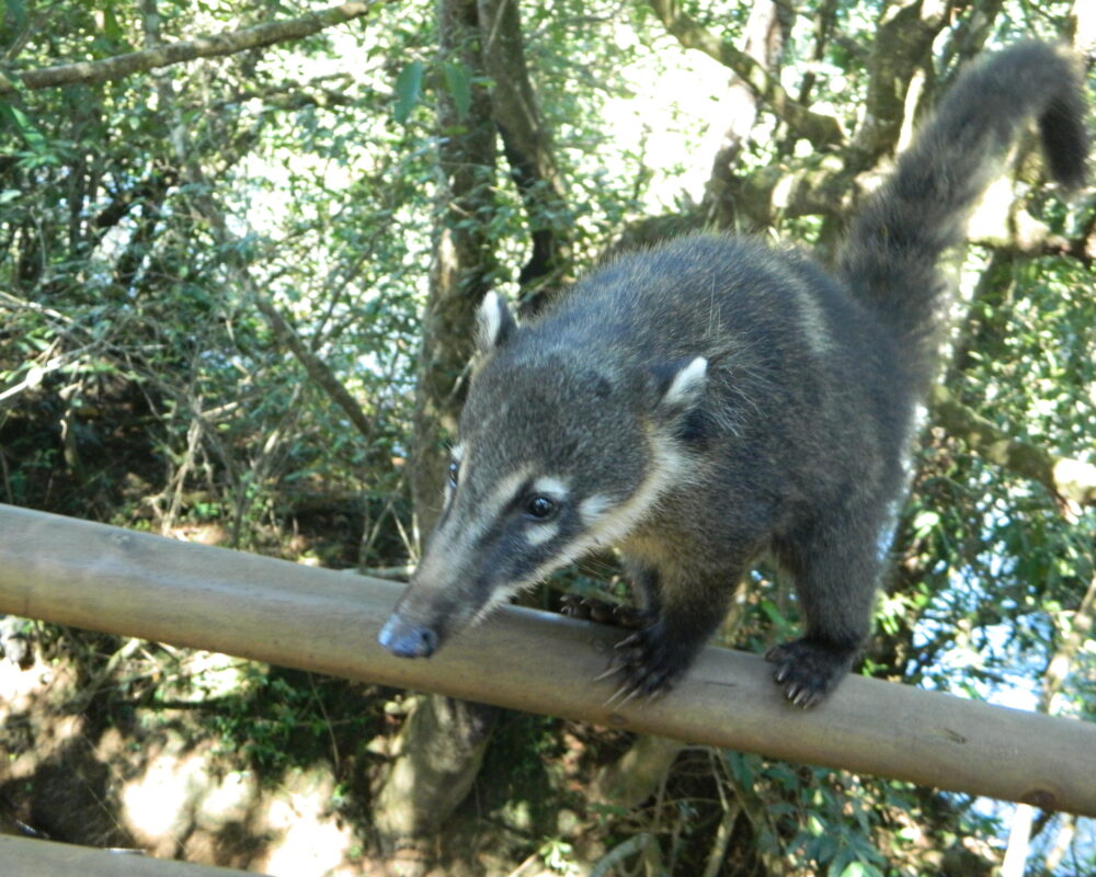 Coati au Parc National de Iguazu